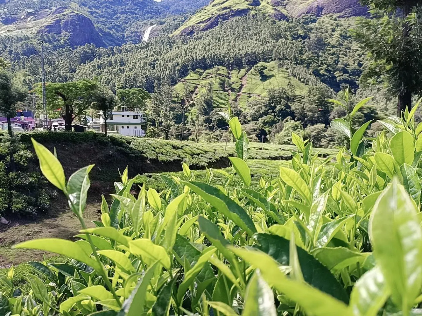 Проживание в семье Munnar Home Stay Индия